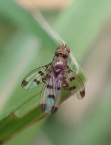 Réf. 290 223 : Geomyza tripunctata